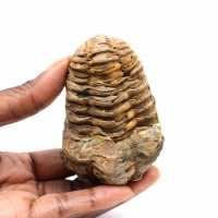Fossil trilobit