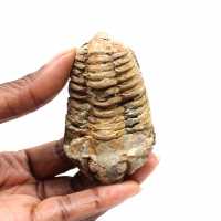 Fossil trilobit