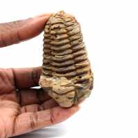 Fossil trilobit