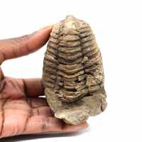 Fossil trilobit
