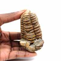 Fossil trilobit