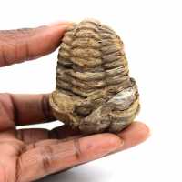 Fossil trilobit