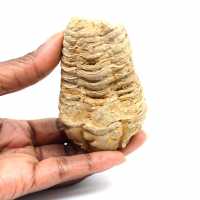 Fossil trilobit