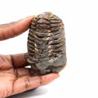 Fossil trilobit