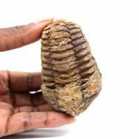 Fossil trilobit