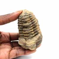Fossil trilobit