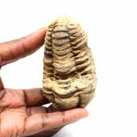 Fossil trilobit