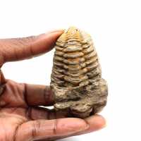 Fossil trilobit