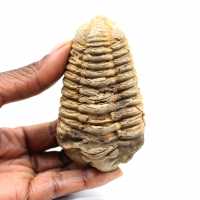 Fossil trilobit