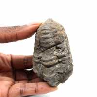 Fossil trilobit