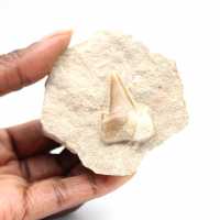Fossil tand av Otodus