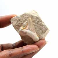 Fossil tand av Otodus