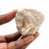 Fossil tand av Otodus