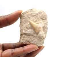 Fossil tand av Otodus