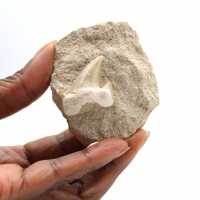 Fossil tand av Otodus från Marocko