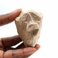 Fossil tand av Otodus