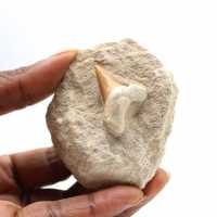 Fossil tand av Otodus