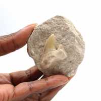 Fossil tand av Otodus från Marocko