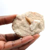 Fossil tand av Otodus från Marocko