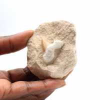 Fossil tand av Otodus