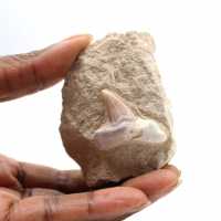 Fossil tand av Otodus