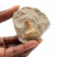Fossil tand av Otodus