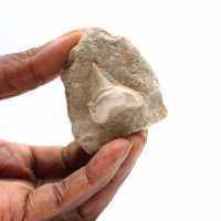 Fossil tand av Otodus från Marocko