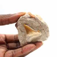 Fossil tand av Otodus