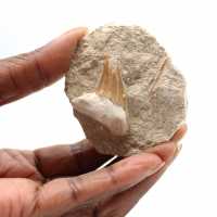Fossil tand av Otodus