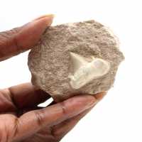 Fossil tand av Otodus från Marocko
