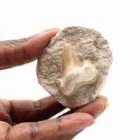 Fossil tand av Otodus