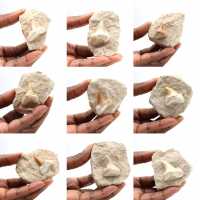 Fossil tand av Otodus från Marocko Fossil tand av Otodus från Marocko