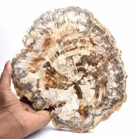 Samlarbar fossil träskiva, polerad på båda sidor, Madagaskar Samlarbar fossil träskiva, polerad på båda sidor, Madagaskar