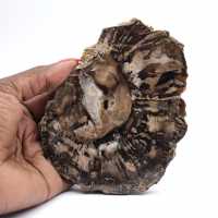 Liten polerad förstenad träbit, autentisk fossilskiva, Madagaskar Liten polerad förstenad träbit, autentisk fossilskiva, Madagaskar