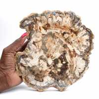 Förstenat träfossil, stor polerad skiva, dekorativ prydnad, Madagaskar Förstenat träfossil, stor polerad skiva, dekorativ prydnad, Madagaskar