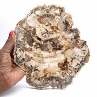Polerad skiva av fossiliserat (förstenat) trä, massivt exemplar, Madagaskar Polerad skiva av fossiliserat (förstenat) trä, massivt exemplar, Madagaskar