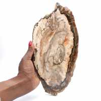 Fossiliserad polerad träskiva, prestigefyllt dekorativt exemplar, Madagaskar Fossiliserad polerad träskiva, prestigefyllt dekorativt exemplar, Madagaskar