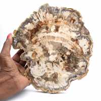 Polerad förstenad träskiva, trädfossil, Madagaskar-samling