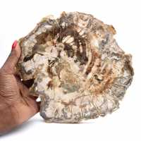 Stor skiva av polerat fossiliserat trä, unik prydnad, Madagaskar Stor skiva av polerat fossiliserat trä, unik prydnad, Madagaskar