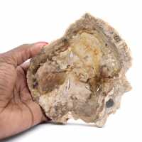 Liten polerad förstenad träprydnad, fossil bit av historia, Madagaskar Liten polerad förstenad träprydnad, fossil bit av historia, Madagaskar