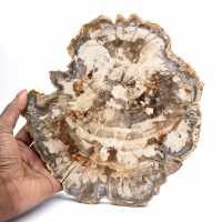 Förstenat träfossil, polerad skiva för samling, Madagaskar Förstenat träfossil, polerad skiva för samling, Madagaskar