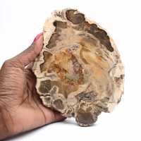 Polerad fossil träskiva, dekorativt exemplar, från Madagaskar Polerad fossil träskiva, dekorativt exemplar, från Madagaskar