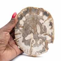 Polerad förstenad träskiva, fossilt trädexemplar, Madagaskar Polerad förstenad träskiva, fossilt trädexemplar, Madagaskar