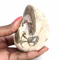 Ammonitprov från Madagaskar - Polerat fossil för samlare