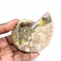 Polerad fossil ammonit - Magnifik natursten för dekoration