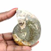 Högkvalitativ polerad fossil ammonit - Naturligt dekorativt föremål