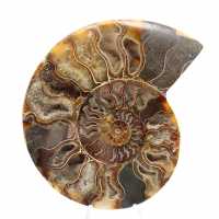 Stor polerad spiral fossil ammonit – Historisk dekor Stor polerad spiral fossil ammonit – Historisk dekor