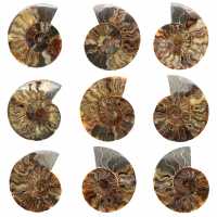 Polerad sågad ammonitfossil – naturlig briljans från Madagaskar Polerad sågad ammonitfossil – naturlig briljans från Madagaskar