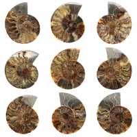 Polerad sågad ammonitfossil – naturlig briljans från Madagaskar Polerad sågad ammonitfossil – naturlig briljans från Madagaskar