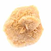 Marockansk ökenros: massiv samlarrosett